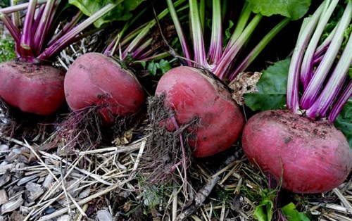 Beets, red