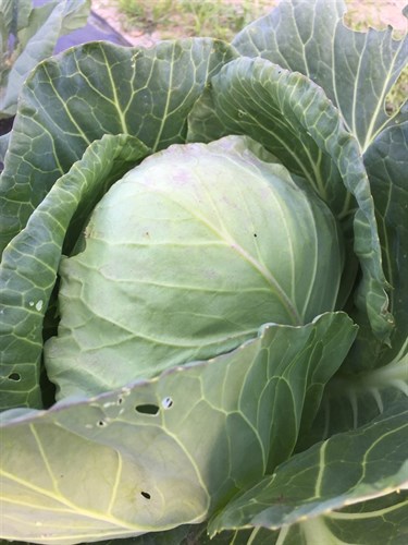 Cabbage, green head